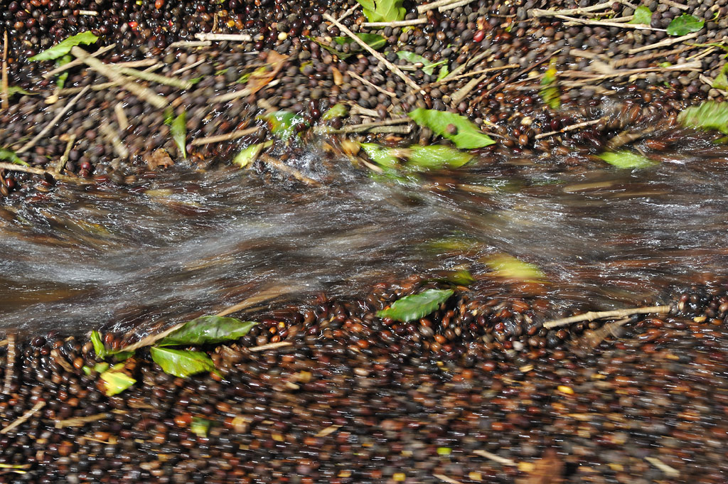 The water whirls the coffee in the canal