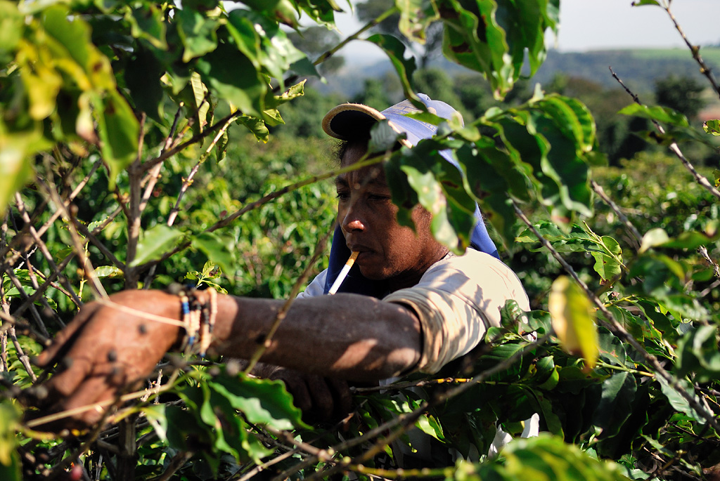 Coffee picker in her daily work