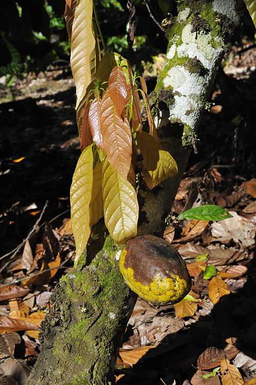 Kakaofrucht mit Pilzbefall 'vassoura-de-bruxa'