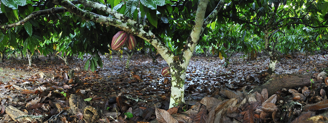 Im Schatten unter Kakaobäumen
