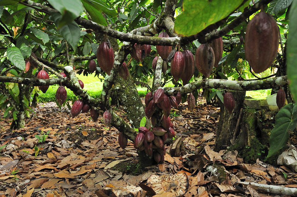 Voll tragender Kakaobaum