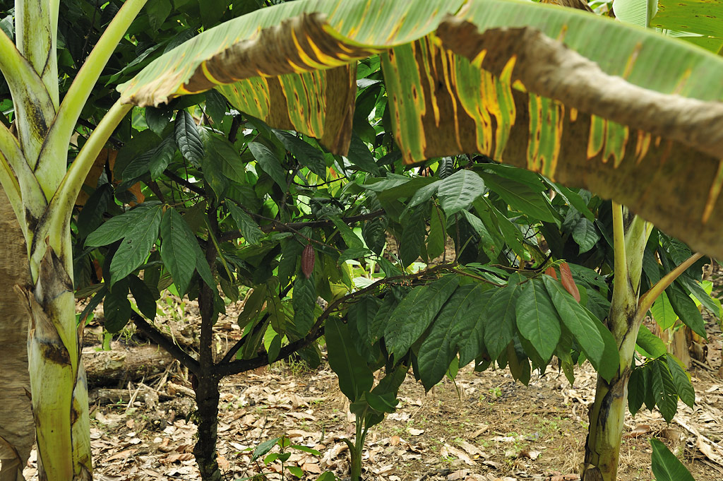 Ein Kakaobaum benötigt viel Schatten. Diesen bekommt er oft von Bananen- und anderen tropischen Bäumen.