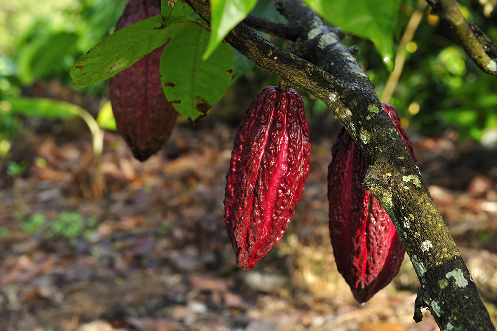 Reife Kakaofrüchte