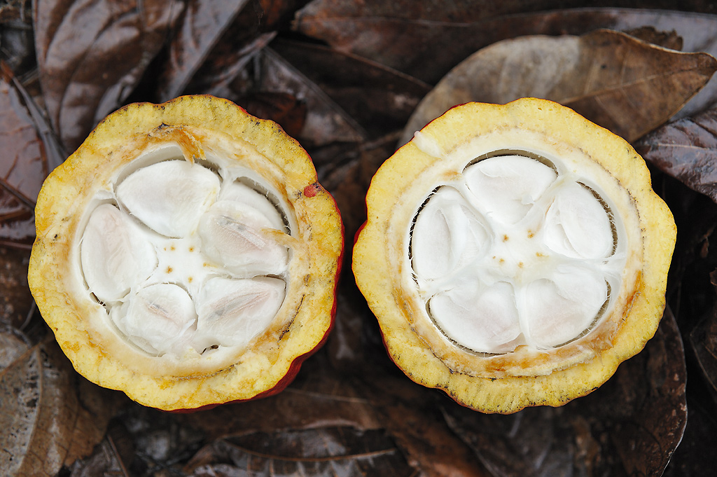 Querschnitt durch eine Kakaofrucht