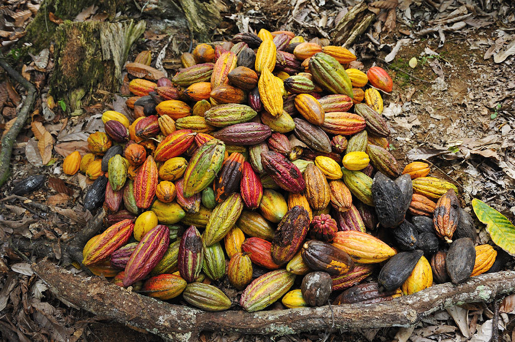 Kakaohaufen ('pilha de cacau')