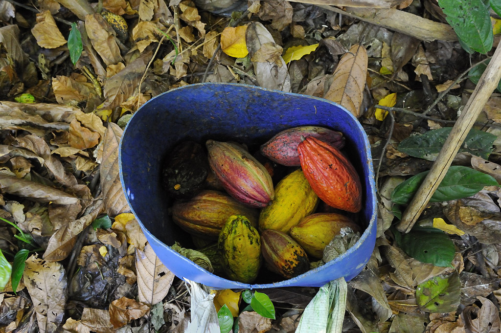 Geerntete Kakaofrüchte