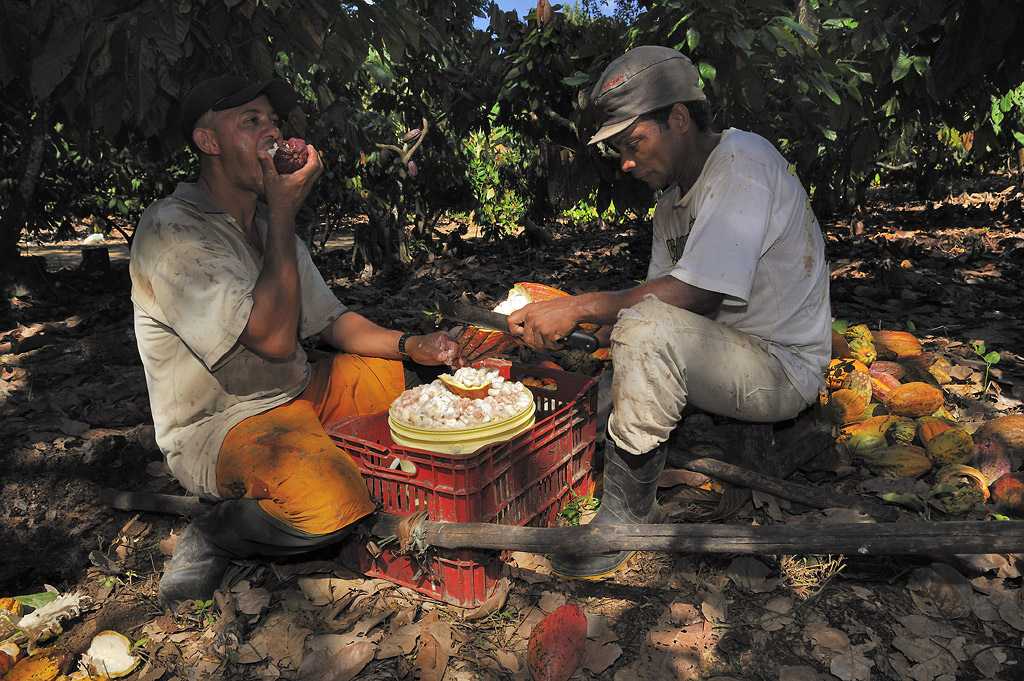 Kakaoernte – gerne werden die Kakaosamen gelutscht