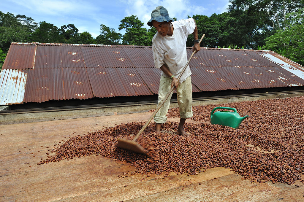 Der Kakao wird zu kleineren Haufen zusammengeschoben