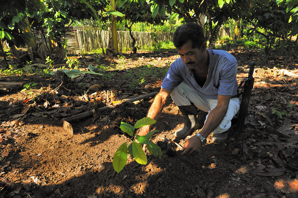 Osmundo pflanzt einen Kakaobaum