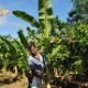 34: Arbeiten im Feld – Pflanzung eines Bananenbaumes | Trabalhos na roça – plantação de banana