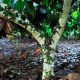 3: Der Kakaobaum mit Frucht | O cacaueiro com fruto
