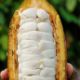 6: Längs aufgeschnittene Kakaofrucht | Fruto de cacau cortado longitudinalmente