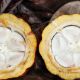 7: Quer aufgeschnittene Kakaofrucht | Fruto de cacau cortado transversalmente
