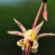 8: Die Kakaoblüte | A flor do cacau