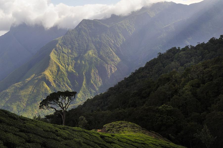 Munnar, Kerala, India