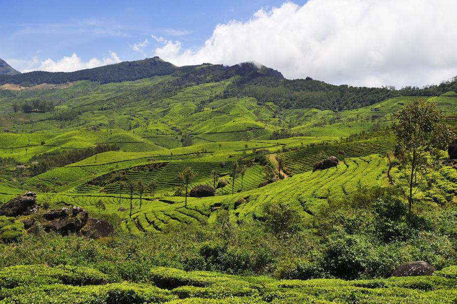 Rolling Hills of Munnar, Kerala, India