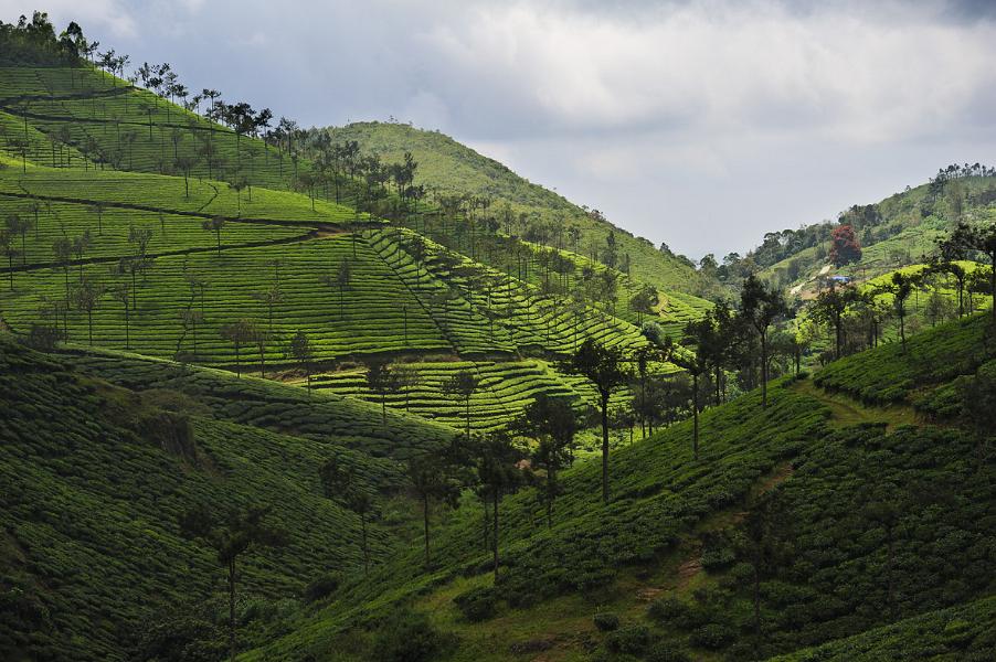 Rolling Hills of Munnar, Kerala, India