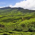 Rolling Hills of Munnar, Kerala, India