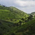 Rolling Hills of Munnar, Kerala, India