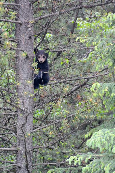 Brown bear cub, Banff National Park, Canada