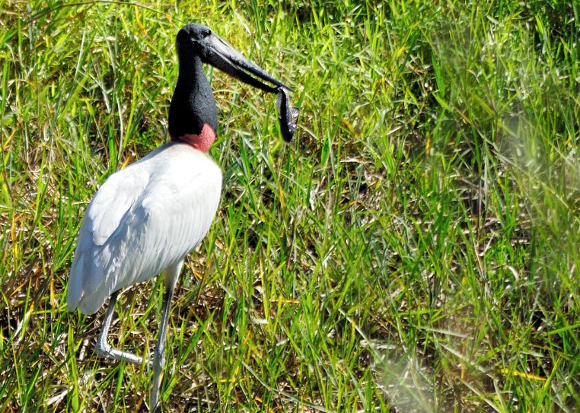 Tujuju, Pantanal