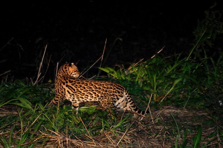 Ozelot, Pantanal