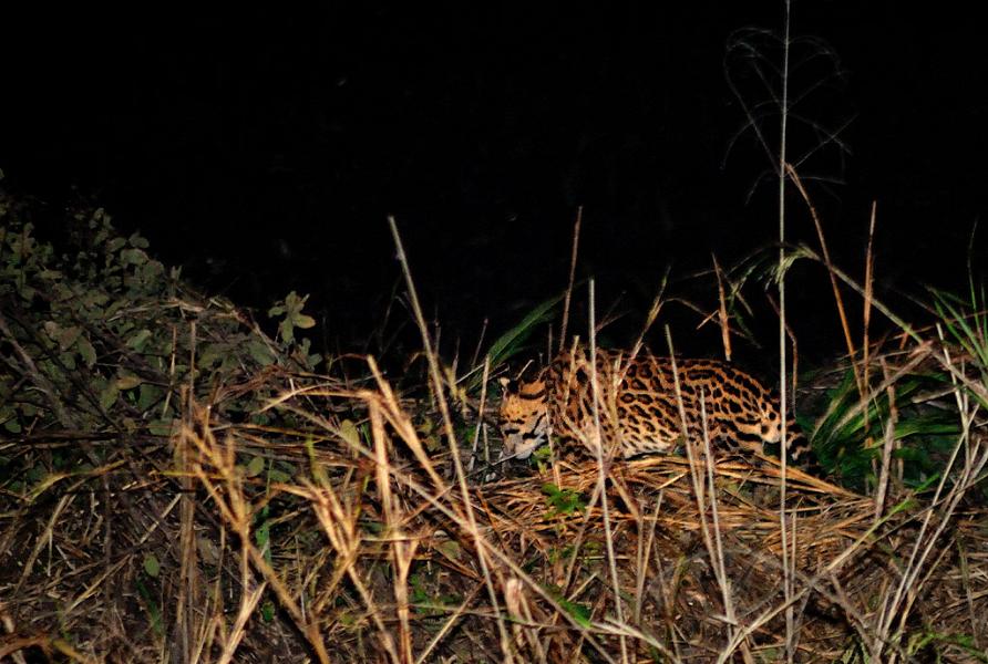 Ozelot, Pantanal