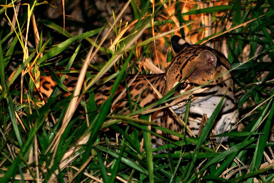 Ozelot, Pantanal