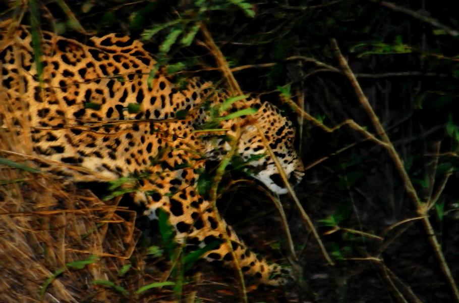 Jaguar, Pantanal