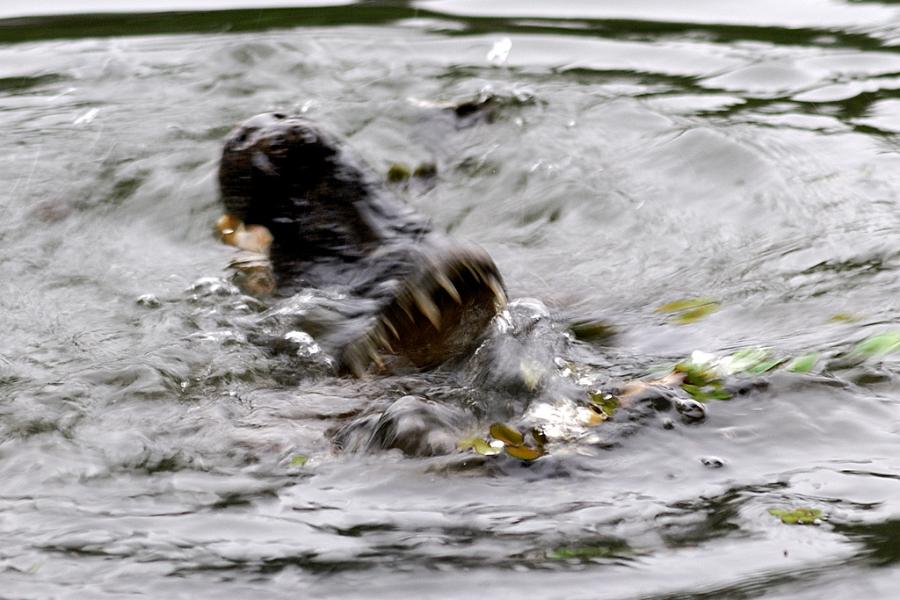 Kampf zwischen Kaiman und Fischotter, Pantanal