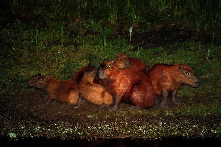 Capivaras, Pantanal