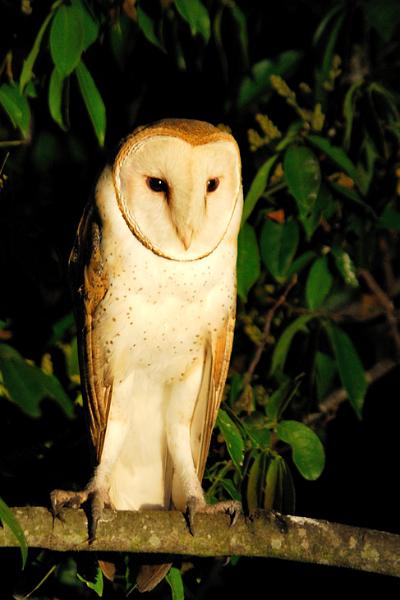 Eule, Pantanal