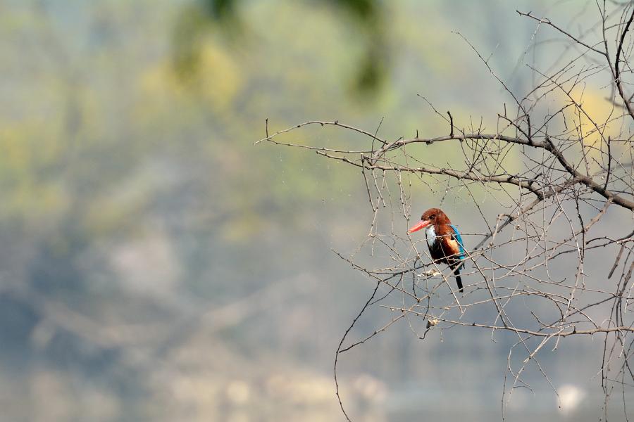 Keoladeo National Park, Bharatpur, Rajasthan