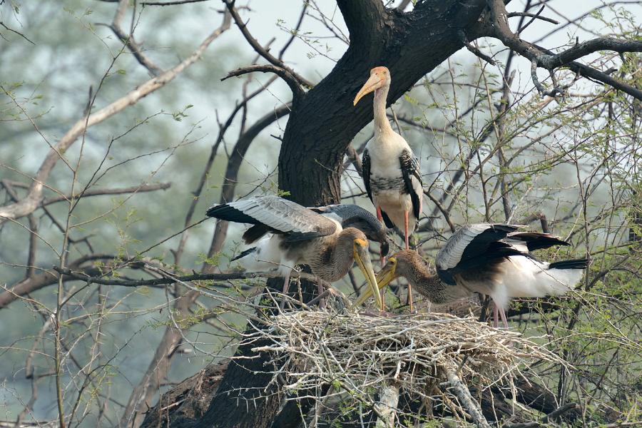 Keoladeo National Park, Bharatpur, Rajasthan
