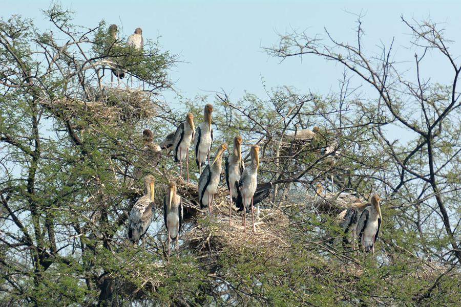 Keoladeo National Park, Bharatpur, Rajasthan