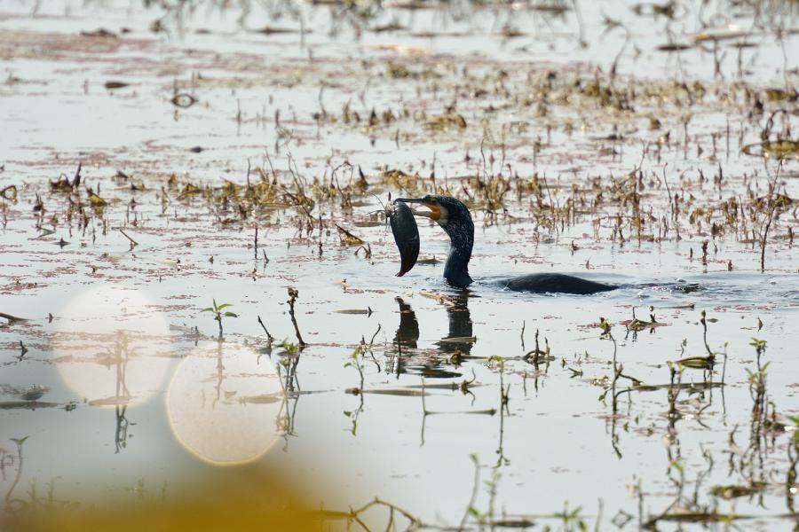 Keoladeo National Park, Bharatpur, Rajasthan