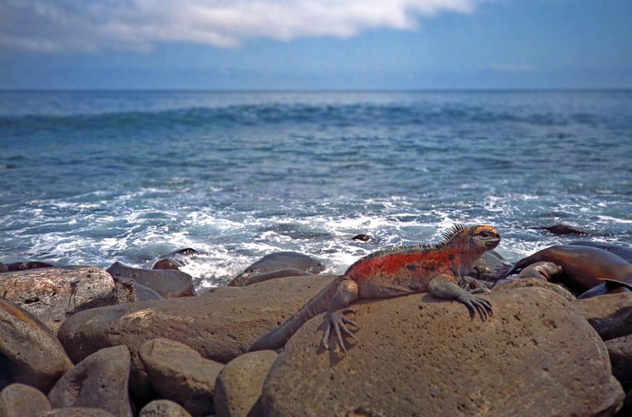 Iguana, Galapagos