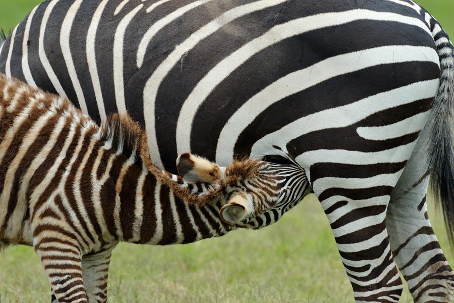 Kenya, Nakuru National Park