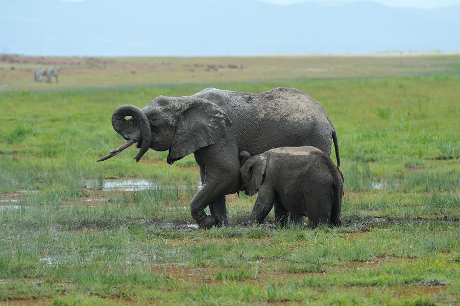 Kenya, Maasai Mara