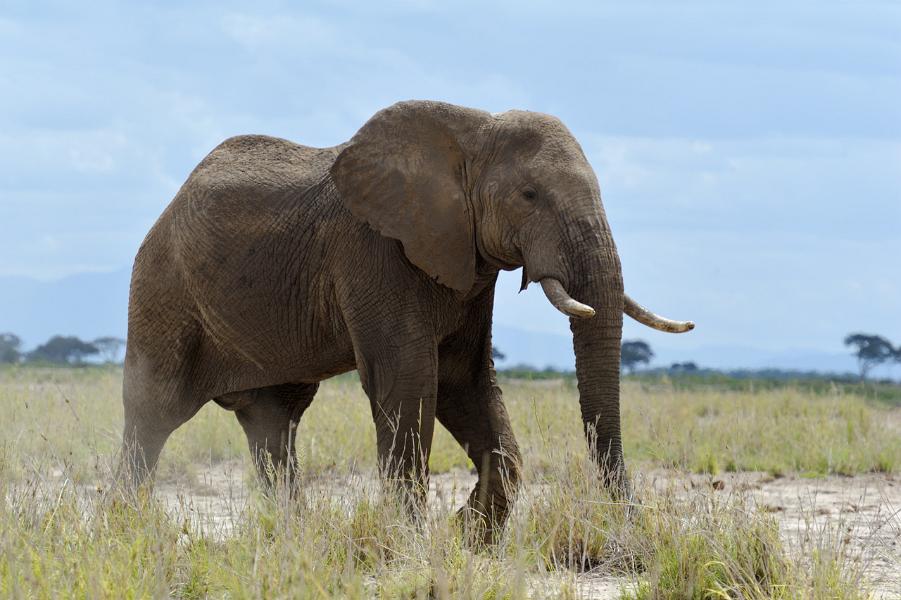 Kenya, Maasai Mara