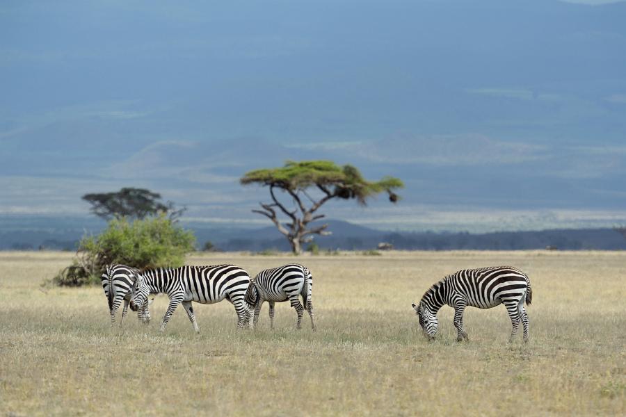 Kenya, Maasai Mara
