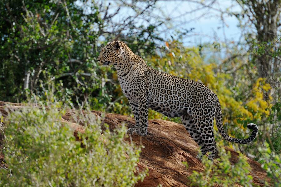 Kenya, Tsavo National Park (West)