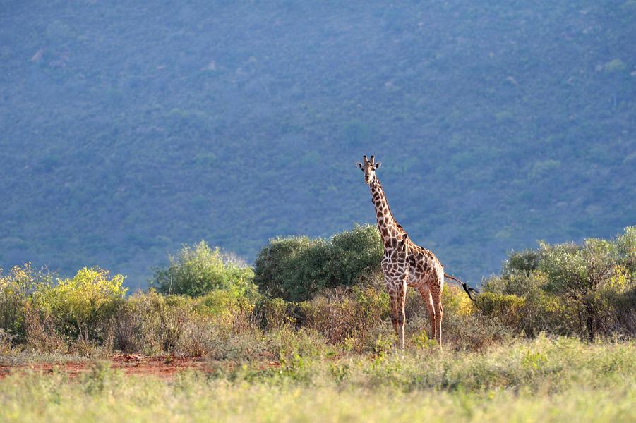 Kenya, Tsavo National Park (West)