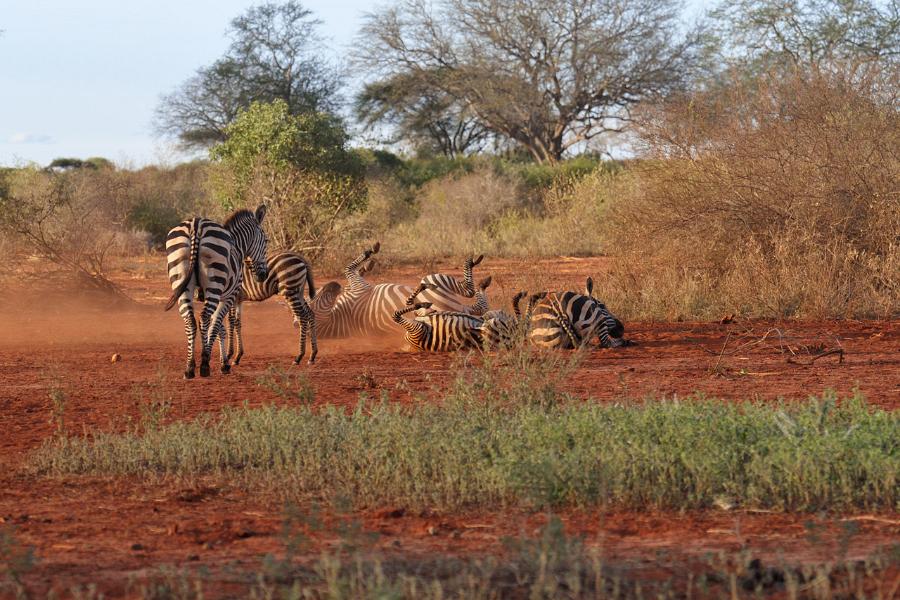 Kenya, Tsavo National Park (West)