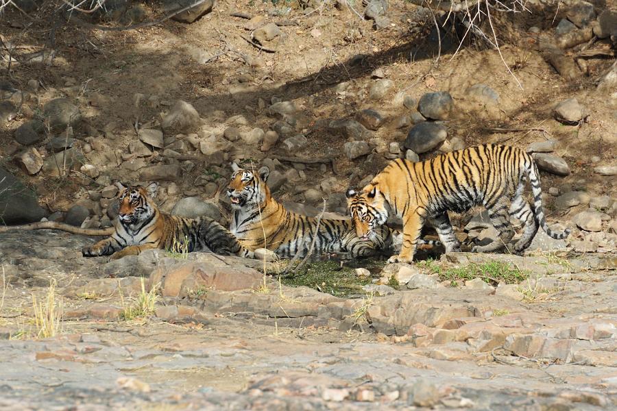 Bengal Tigers, Ranthambore National Park