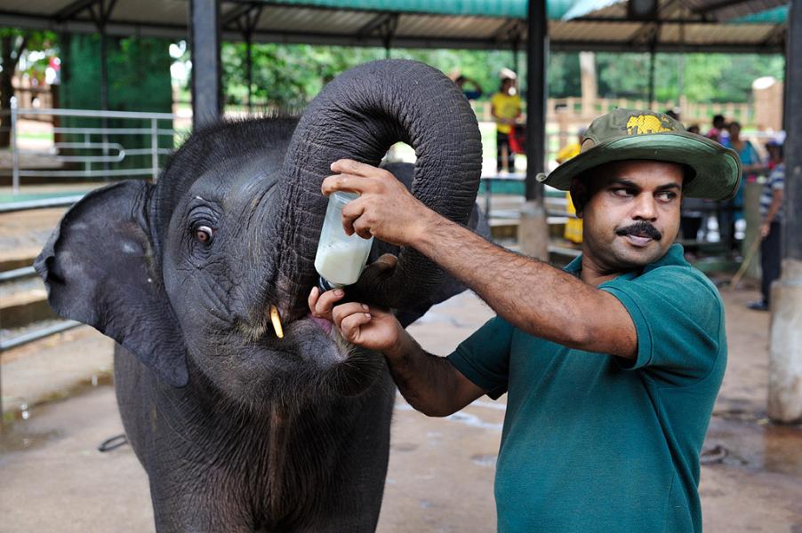 Pinnawala Elephant Orphanage, Sri Lanka