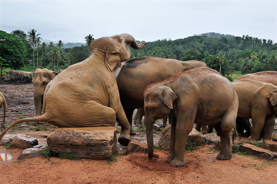 Pinnawala Elephant Orphanage, Sri Lanka