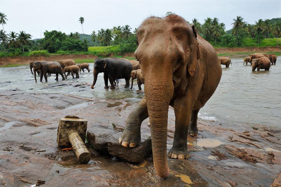 Pinnawala Elephant Orphanage, Sri Lanka