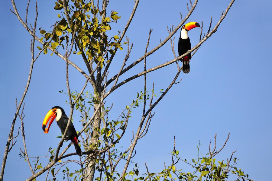 Riesentukane - Tucanuçu ou Tucano-toco