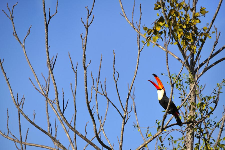 Riesentukan - Tucanuçu ou Tucano-toco